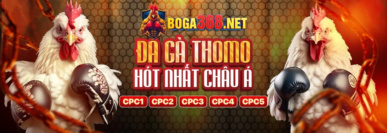Sân đấu gà kịch tính tại ku11net